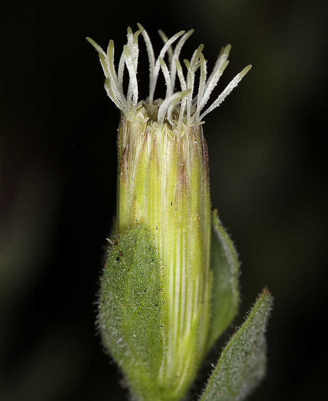 Image de Brickellia greenei A. Gray