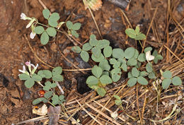 Image de Trifolium breweri S. Watson