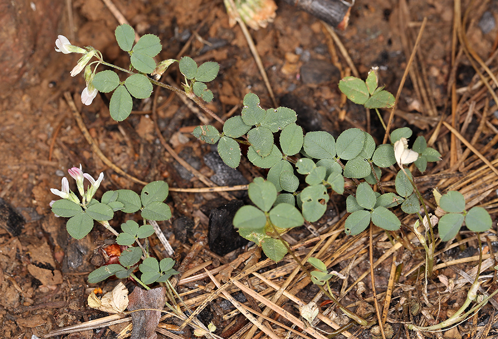 Image de Trifolium breweri S. Watson