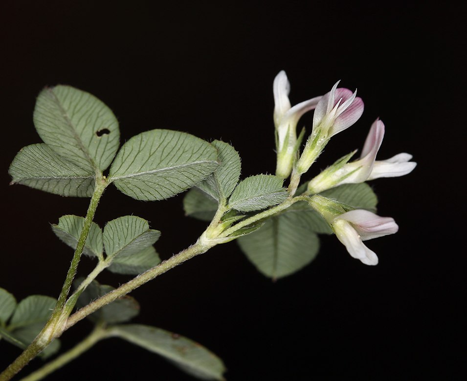 Image de Trifolium breweri S. Watson