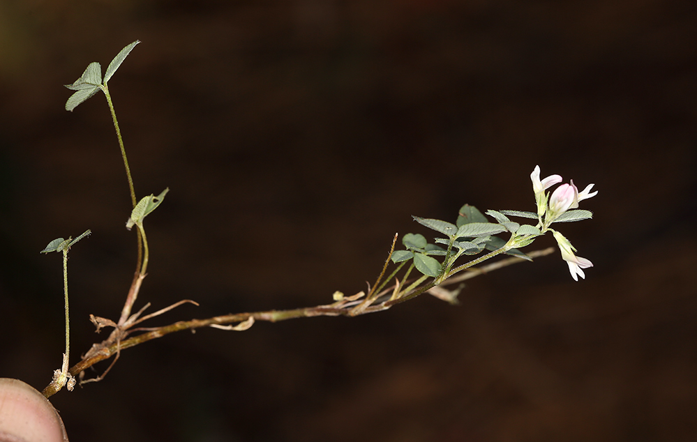 Image de Trifolium breweri S. Watson