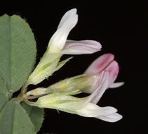 Image de Trifolium breweri S. Watson