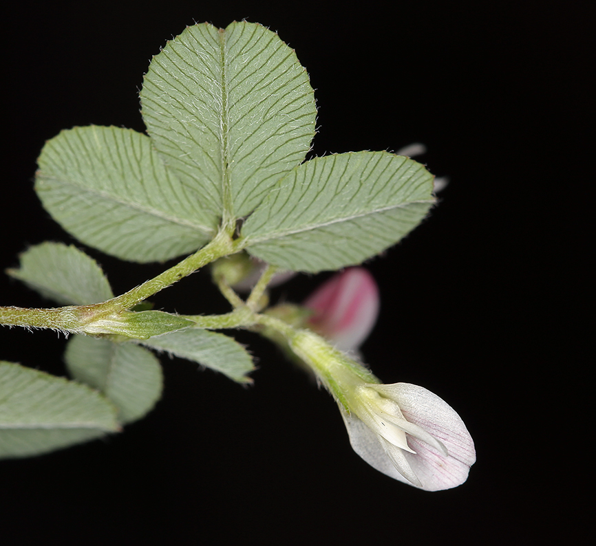 Image de Trifolium breweri S. Watson