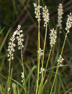 Image of white rushlily