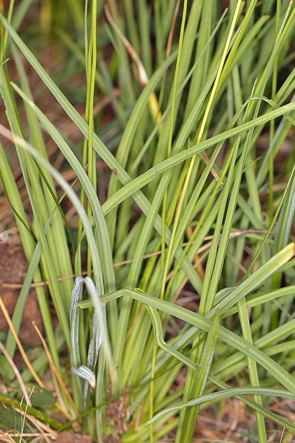 Image of white rushlily