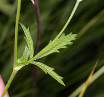 Image of slender cinquefoil