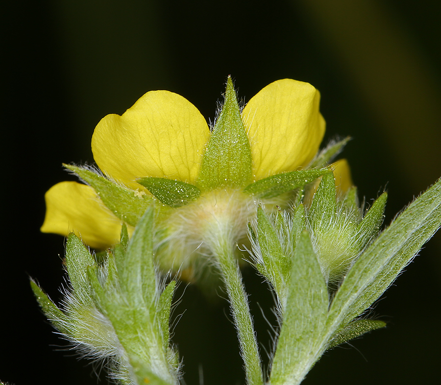 Image of slender cinquefoil