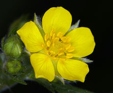 Image of slender cinquefoil