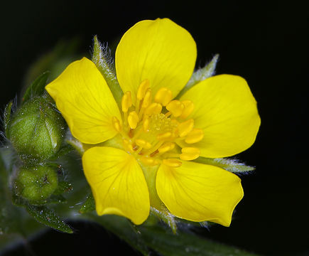 Image de Potentilla gracilis var. fastigiata (Nutt.) S. Wats.