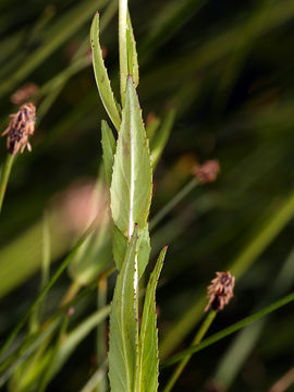 Image of Grants Pass willowherb