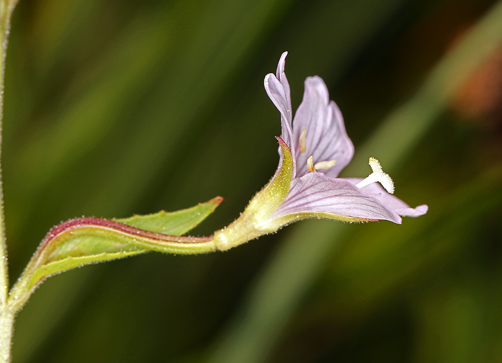 Image of Grants Pass willowherb