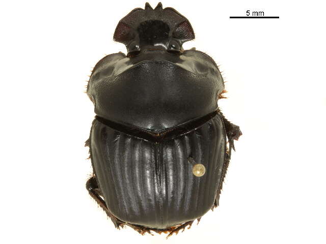 Image of Coprophanaeus