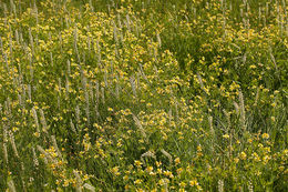 Image de Hosackia pinnata (Hook.) Abrams