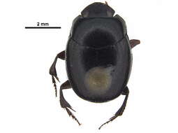 Image of Canthidium