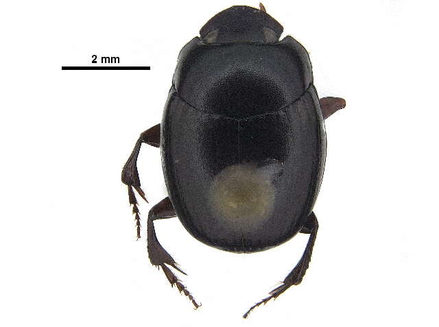 Image of Canthidium