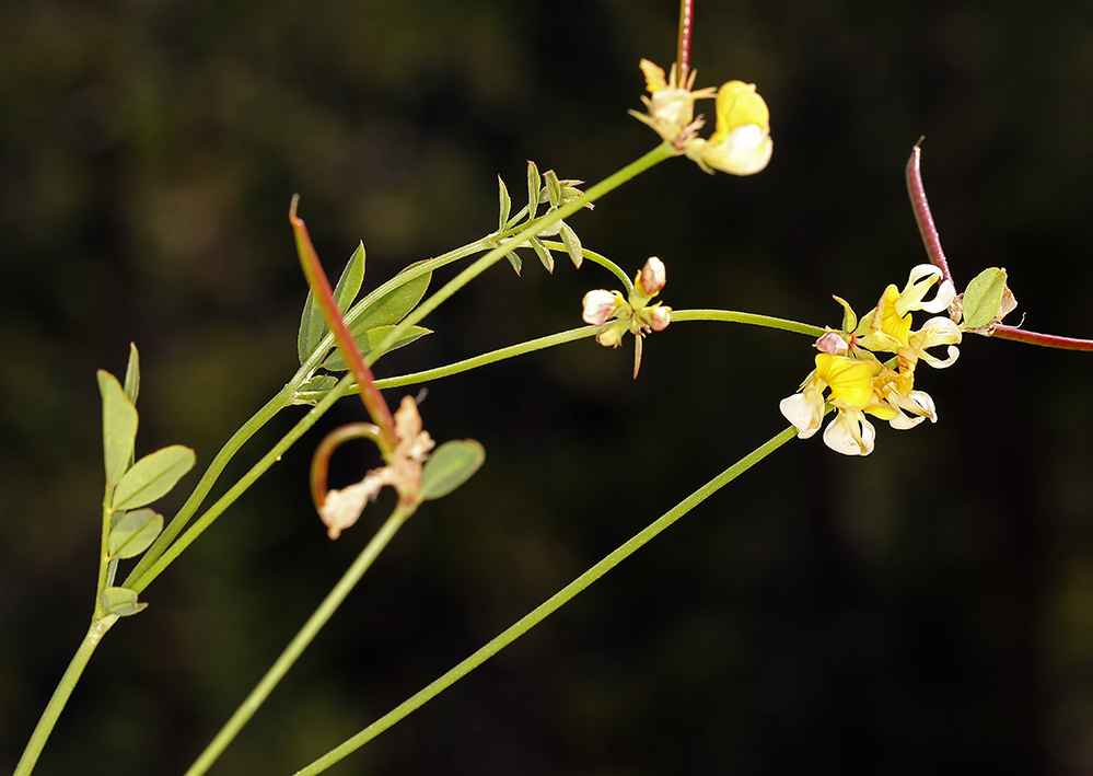 Image de Hosackia pinnata (Hook.) Abrams