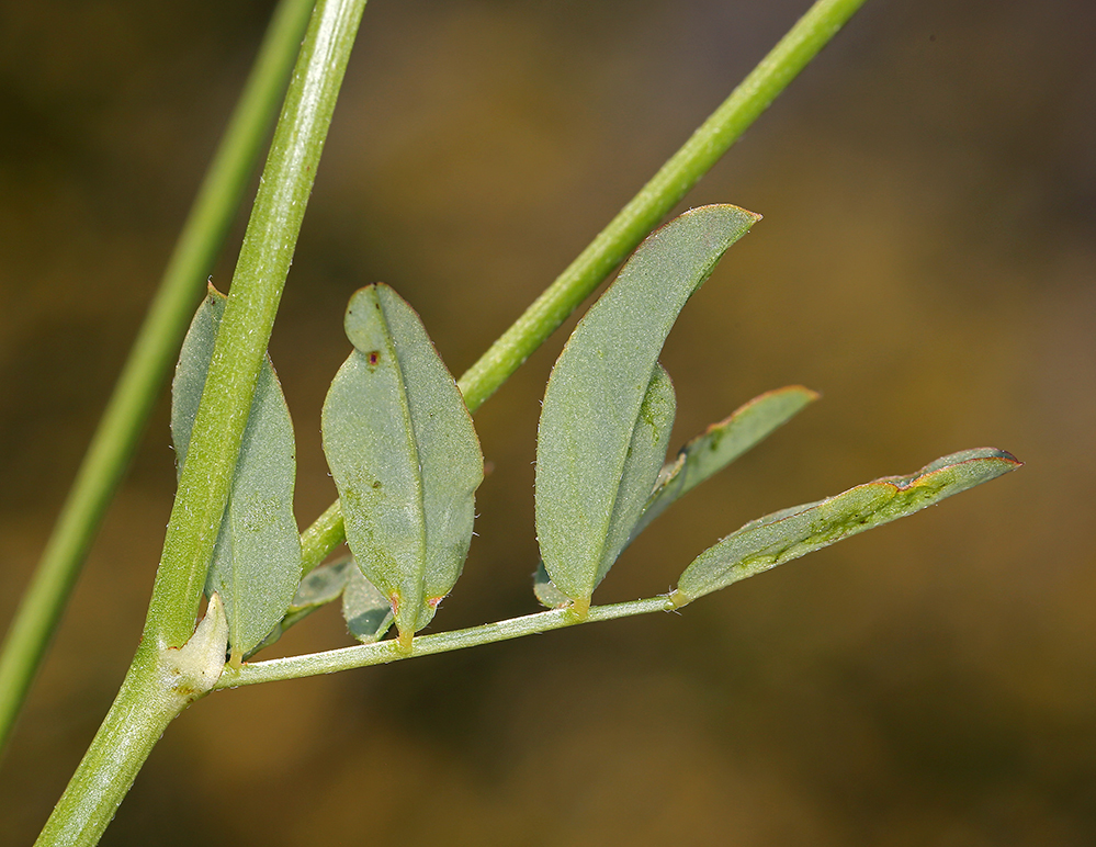 Image de Hosackia pinnata (Hook.) Abrams