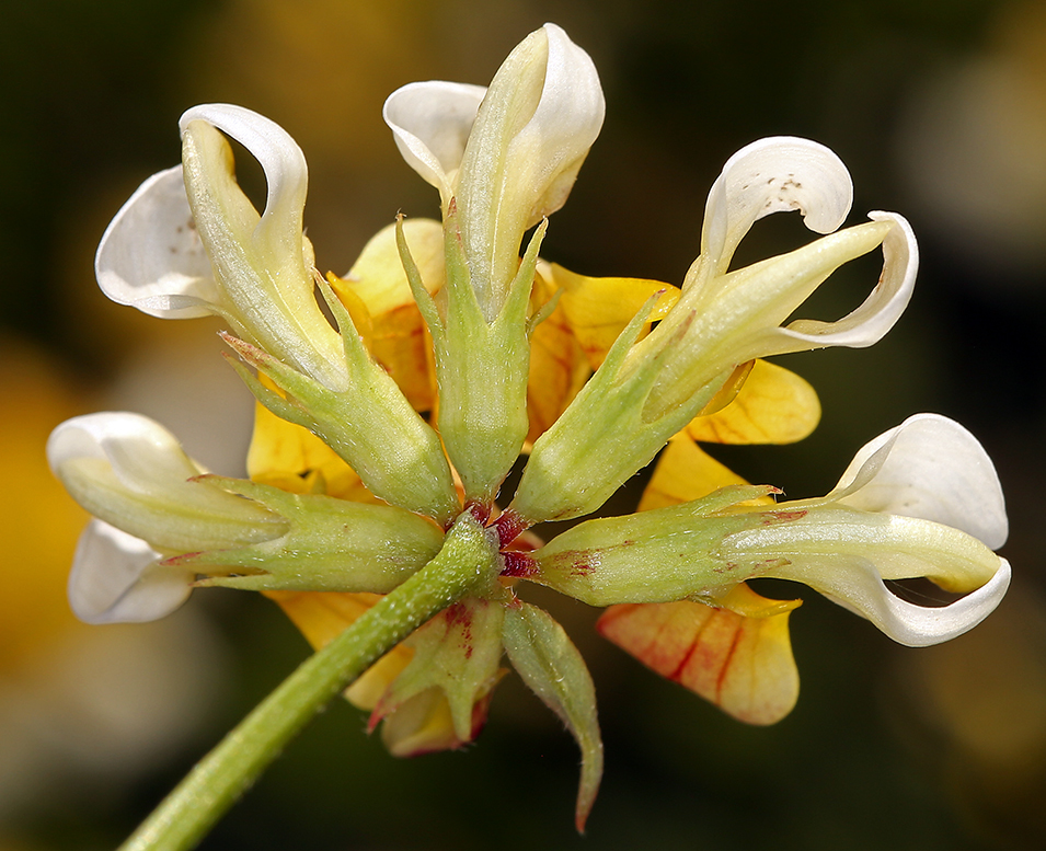 Image de Hosackia pinnata (Hook.) Abrams