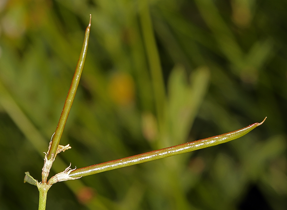 Image de Hosackia pinnata (Hook.) Abrams