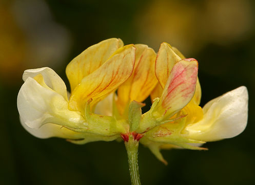 Image de Hosackia pinnata (Hook.) Abrams