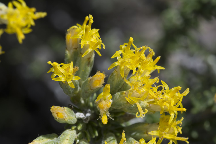 Sivun Tetradymia glabrata Torr. & A. Gray kuva