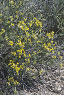 Image of littleleaf horsebrush