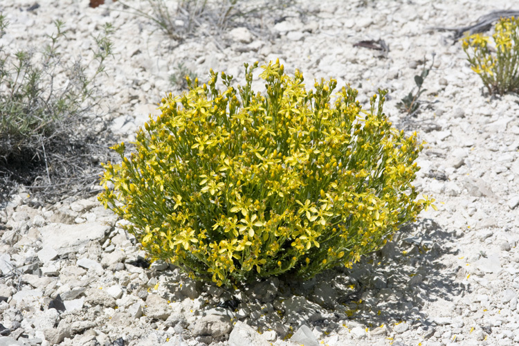 Image of King's flax