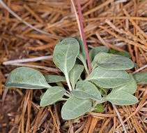 Image of whiteveined wintergreen