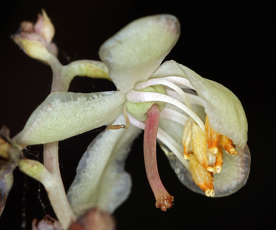 Image of whiteveined wintergreen