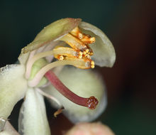 Image of whiteveined wintergreen