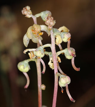 Image of whiteveined wintergreen