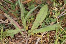 Image of white hawkweed