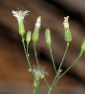 Image of white hawkweed