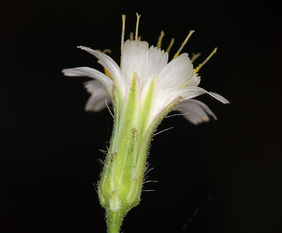 Image of white hawkweed