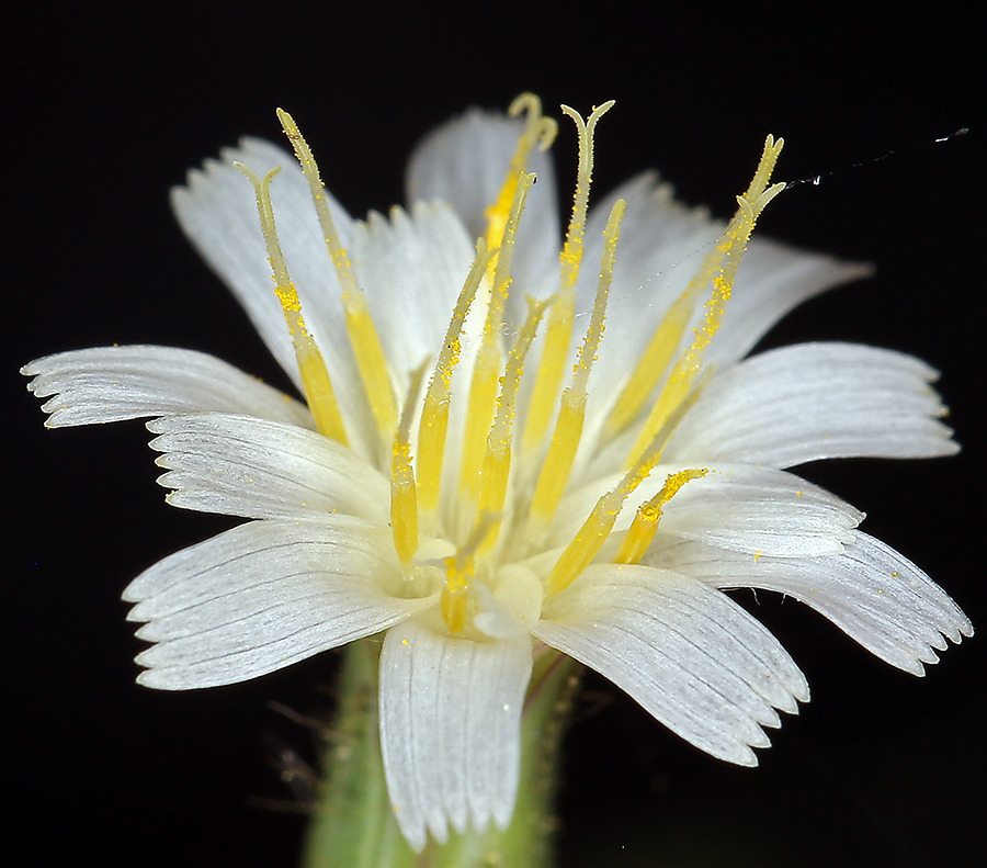 Image of white hawkweed