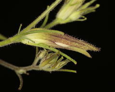 Image of slender bird's beak