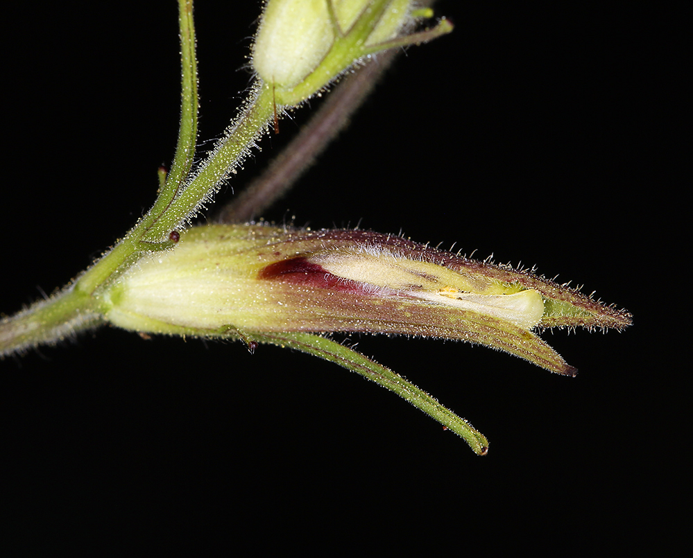 Image of slender bird's beak