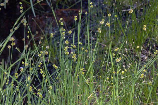 Plancia ëd Juncus ensifolius Wikström