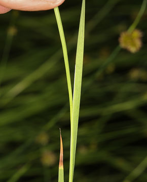 Juncus ensifolius Wikström resmi