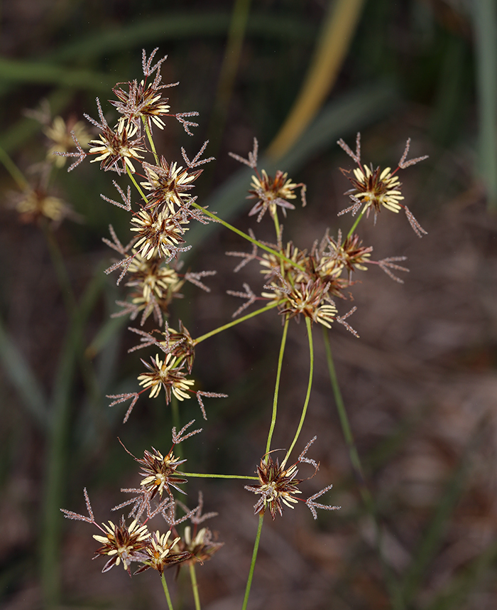 Imagem de Juncus howellii F. J. Hermann