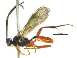 Image of Oxytorinae