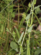 Smilax jamesii G. A. Wallace resmi