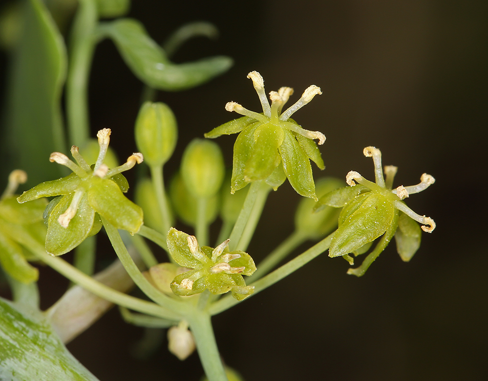 Smilax jamesii G. A. Wallace resmi