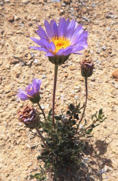 Image de Xylorhiza wrightii (A. Gray) Greene