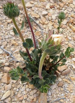 Image of Big Bend woodyaster