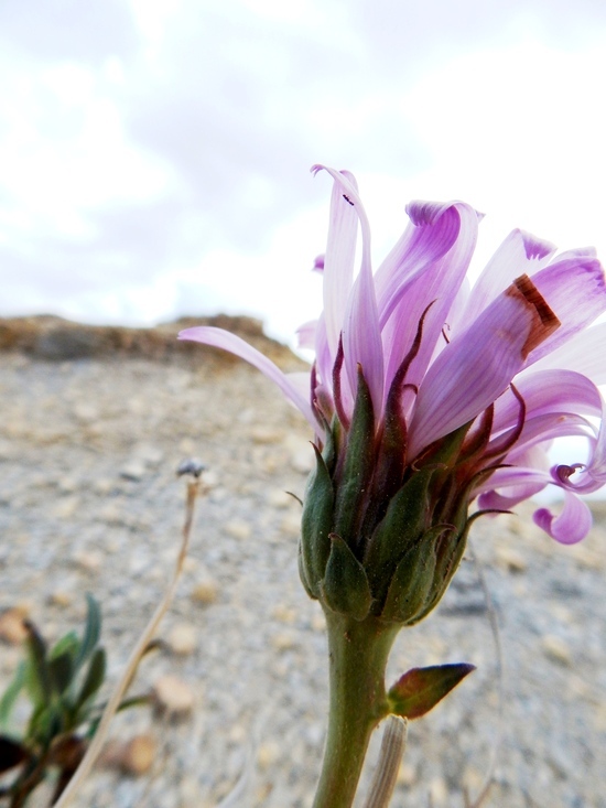 Image of Big Bend woodyaster