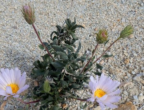 Image of Big Bend woodyaster