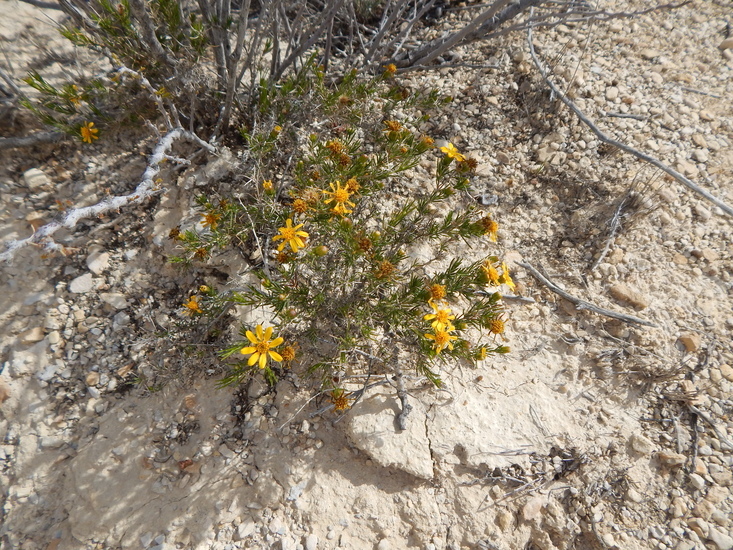 Image of pricklyleaf dogweed