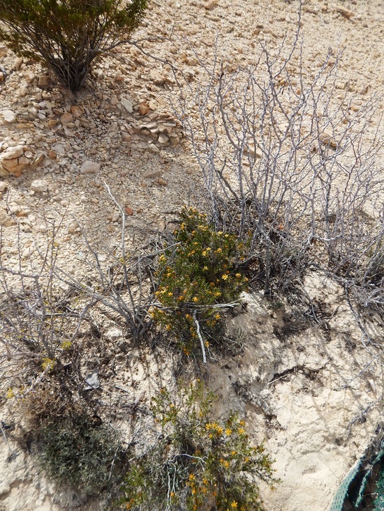 Image of pricklyleaf dogweed