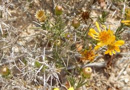 Image of pricklyleaf dogweed